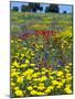 Blossom in a Field, Siena Province, Tuscany, Italy-Nico Tondini-Mounted Photographic Print