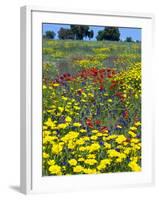 Blossom in a Field, Siena Province, Tuscany, Italy-Nico Tondini-Framed Photographic Print