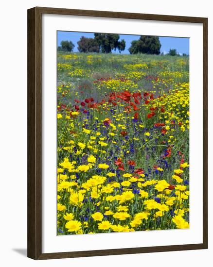 Blossom in a Field, Siena Province, Tuscany, Italy-Nico Tondini-Framed Photographic Print