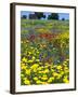 Blossom in a Field, Siena Province, Tuscany, Italy-Nico Tondini-Framed Photographic Print