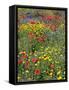 Blossom in a Field, Siena Province, Tuscany, Italy-Nico Tondini-Framed Stretched Canvas