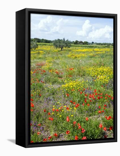 Blossom in a Field, Siena Province, Tuscany, Italy-Nico Tondini-Framed Stretched Canvas