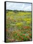 Blossom in a Field, Siena Province, Tuscany, Italy-Nico Tondini-Framed Stretched Canvas