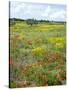 Blossom in a Field, Siena Province, Tuscany, Italy-Nico Tondini-Stretched Canvas