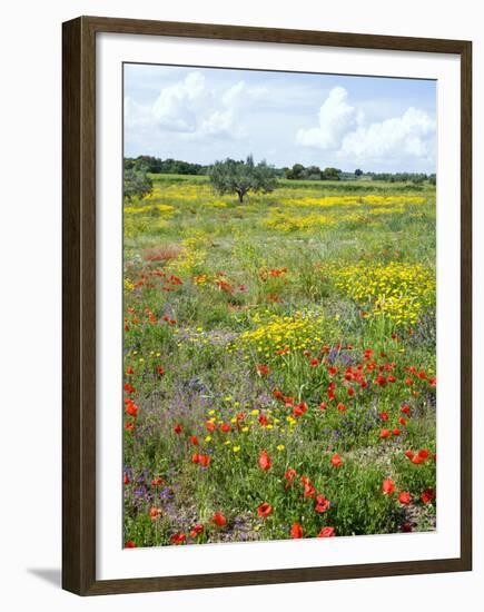 Blossom in a Field, Siena Province, Tuscany, Italy-Nico Tondini-Framed Premium Photographic Print