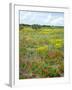 Blossom in a Field, Siena Province, Tuscany, Italy-Nico Tondini-Framed Premium Photographic Print