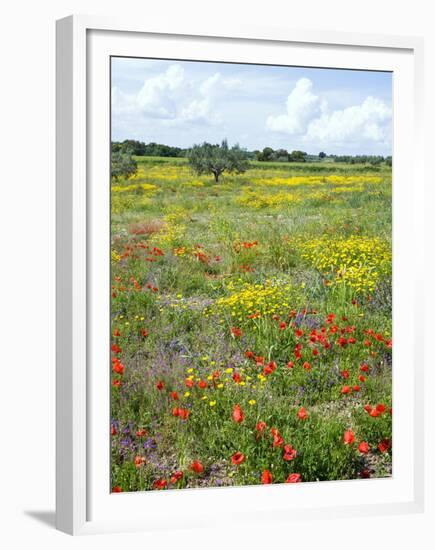 Blossom in a Field, Siena Province, Tuscany, Italy-Nico Tondini-Framed Premium Photographic Print