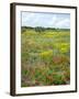 Blossom in a Field, Siena Province, Tuscany, Italy-Nico Tondini-Framed Premium Photographic Print