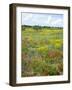 Blossom in a Field, Siena Province, Tuscany, Italy-Nico Tondini-Framed Photographic Print