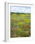 Blossom in a Field, Siena Province, Tuscany, Italy-Nico Tondini-Framed Photographic Print