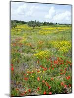 Blossom in a Field, Siena Province, Tuscany, Italy-Nico Tondini-Mounted Photographic Print