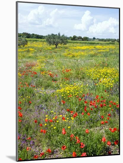 Blossom in a Field, Siena Province, Tuscany, Italy-Nico Tondini-Mounted Photographic Print