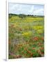 Blossom in a Field, Siena Province, Tuscany, Italy-Nico Tondini-Framed Photographic Print