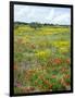 Blossom in a Field, Siena Province, Tuscany, Italy-Nico Tondini-Framed Photographic Print