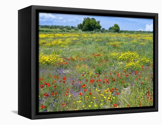 Blossom in a Field, Siena Province, Tuscany, Italy-Nico Tondini-Framed Stretched Canvas