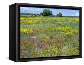 Blossom in a Field, Siena Province, Tuscany, Italy-Nico Tondini-Framed Stretched Canvas