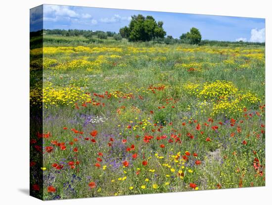 Blossom in a Field, Siena Province, Tuscany, Italy-Nico Tondini-Stretched Canvas