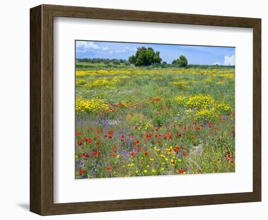 Blossom in a Field, Siena Province, Tuscany, Italy-Nico Tondini-Framed Photographic Print