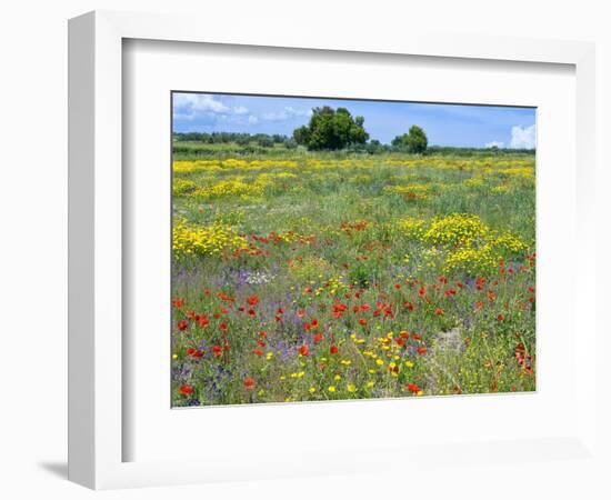 Blossom in a Field, Siena Province, Tuscany, Italy-Nico Tondini-Framed Photographic Print