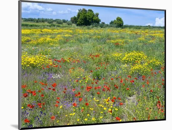 Blossom in a Field, Siena Province, Tuscany, Italy-Nico Tondini-Mounted Photographic Print