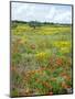 Blossom in a Field, Siena Province, Tuscany, Italy-Nico Tondini-Mounted Photographic Print