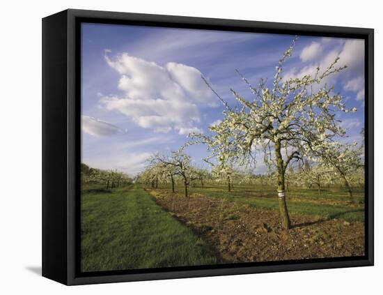 Blossom in the Apple Orchards in the Vale of Evesham, Worcestershire, England, United Kingdom-David Hughes-Framed Stretched Canvas