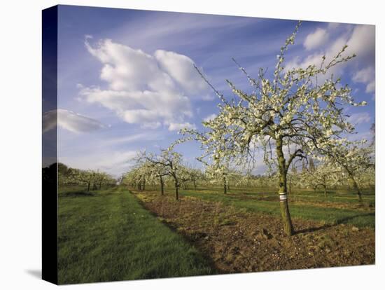 Blossom in the Apple Orchards in the Vale of Evesham, Worcestershire, England, United Kingdom-David Hughes-Stretched Canvas