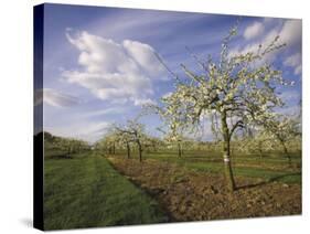 Blossom in the Apple Orchards in the Vale of Evesham, Worcestershire, England, United Kingdom-David Hughes-Stretched Canvas