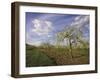 Blossom in the Apple Orchards in the Vale of Evesham, Worcestershire, England, United Kingdom-David Hughes-Framed Photographic Print