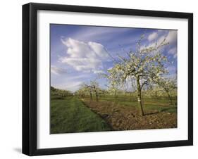 Blossom in the Apple Orchards in the Vale of Evesham, Worcestershire, England, United Kingdom-David Hughes-Framed Photographic Print