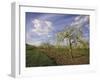 Blossom in the Apple Orchards in the Vale of Evesham, Worcestershire, England, United Kingdom-David Hughes-Framed Photographic Print