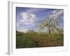 Blossom in the Apple Orchards in the Vale of Evesham, Worcestershire, England, United Kingdom-David Hughes-Framed Photographic Print