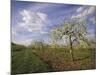 Blossom in the Apple Orchards in the Vale of Evesham, Worcestershire, England, United Kingdom-David Hughes-Mounted Photographic Print