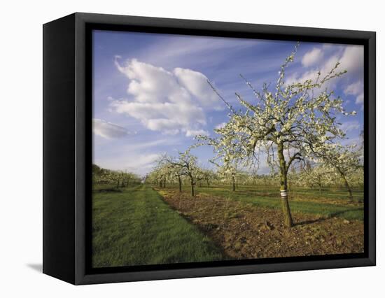 Blossom in the Apple Orchards in the Vale of Evesham, Worcestershire, England, United Kingdom-David Hughes-Framed Stretched Canvas