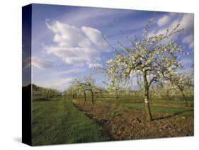 Blossom in the Apple Orchards in the Vale of Evesham, Worcestershire, England, United Kingdom-David Hughes-Stretched Canvas