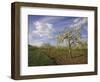 Blossom in the Apple Orchards in the Vale of Evesham, Worcestershire, England, United Kingdom-David Hughes-Framed Photographic Print