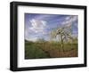 Blossom in the Apple Orchards in the Vale of Evesham, Worcestershire, England, United Kingdom-David Hughes-Framed Photographic Print