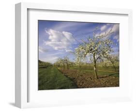 Blossom in the Apple Orchards in the Vale of Evesham, Worcestershire, England, United Kingdom-David Hughes-Framed Photographic Print