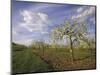 Blossom in the Apple Orchards in the Vale of Evesham, Worcestershire, England, United Kingdom-David Hughes-Mounted Photographic Print