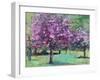 Blossom In The Park-Sylvia Paul-Framed Giclee Print