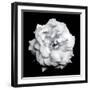 Blossom of a White Garden Rose on Black Background-Alaya Gadeh-Framed Photographic Print