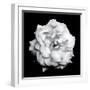 Blossom of a White Garden Rose on Black Background-Alaya Gadeh-Framed Photographic Print