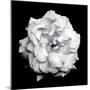 Blossom of a White Garden Rose on Black Background-Alaya Gadeh-Mounted Photographic Print