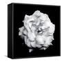 Blossom of a White Garden Rose on Black Background-Alaya Gadeh-Framed Stretched Canvas