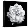 Blossom of a White Garden Rose on Black Background-Alaya Gadeh-Stretched Canvas