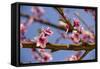 Blossom of Peach in Spring-null-Framed Stretched Canvas