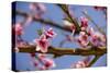 Blossom of Peach in Spring-null-Stretched Canvas
