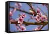 Blossom of Peach in Spring-null-Framed Stretched Canvas