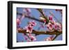 Blossom of Peach in Spring-null-Framed Photographic Print