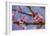Blossom of Peach in Spring-null-Framed Photographic Print